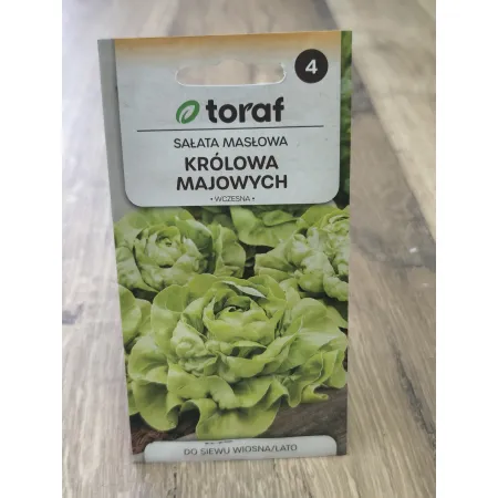 Sałata masłowa Królowa Majowych